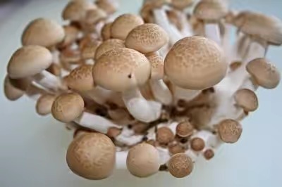 蟹味菇