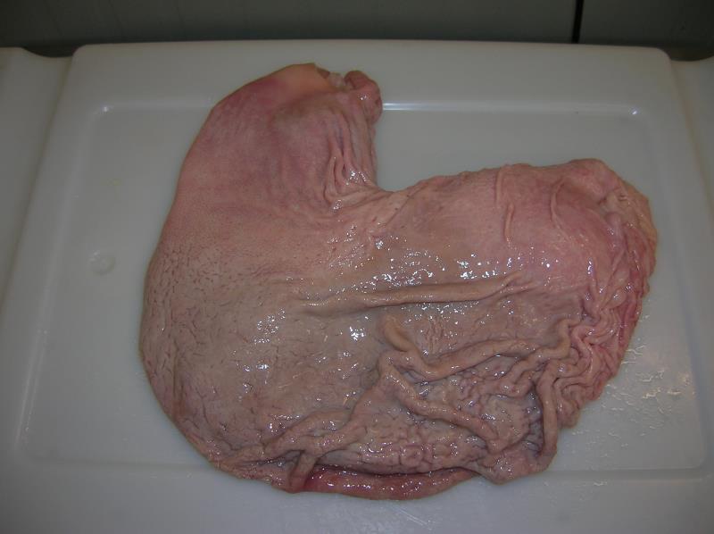 Pork Stomach Cdn/猪肚